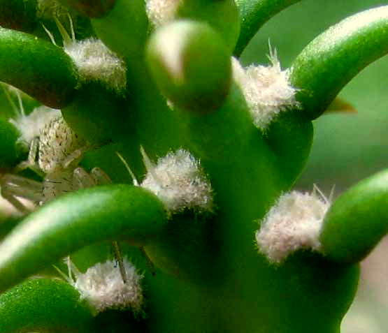 cactus leaves of Nopal Cactus, OPUNTIA FICUS-INDICA, developing pad with glochids