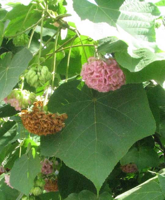 DOMBEYA WALLICHII, leaves and flowers