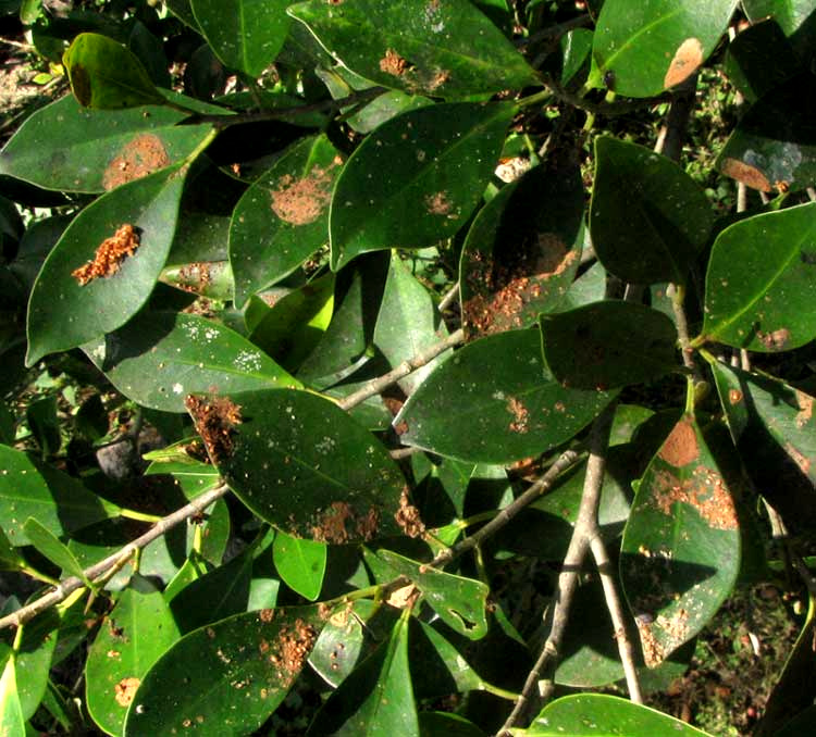 bird feces on leaves of strangler fig suggesting how seeds are disseminated