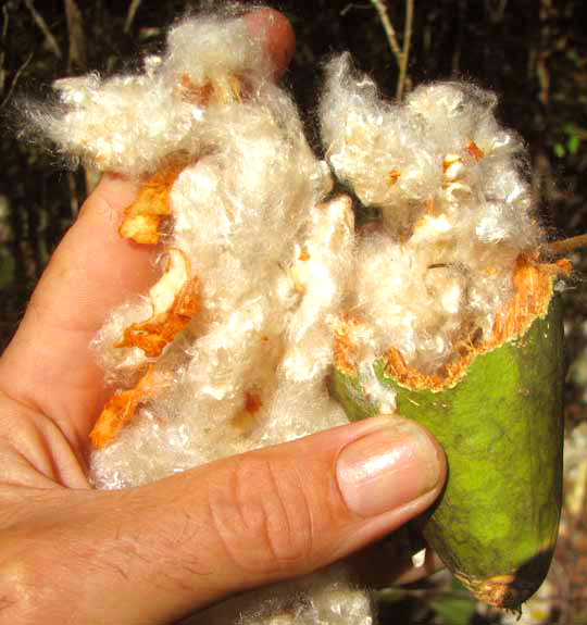 Schott's Ceiba, CEIBA SCHOTTII, fruit open to show kapok fibers