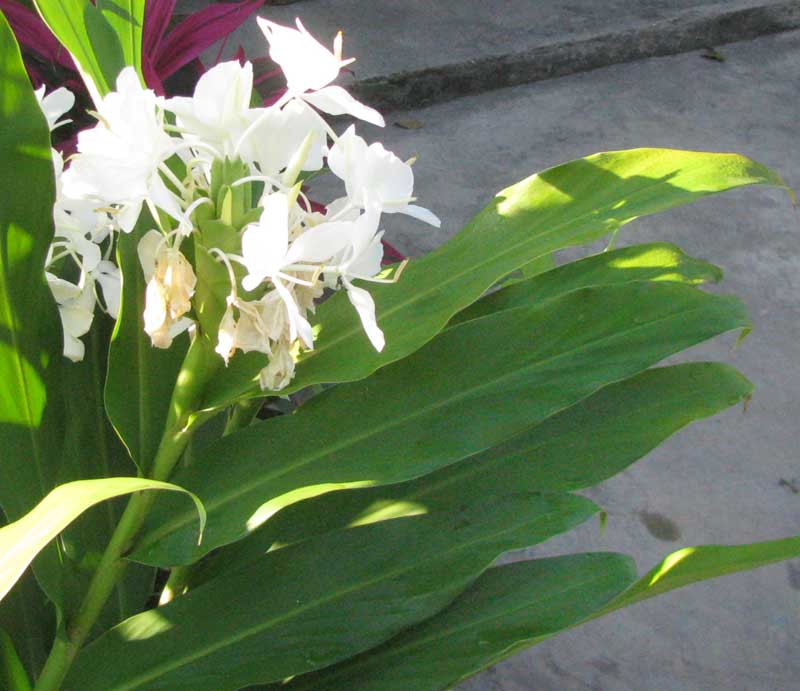 Ginger Lily, HEDYCHIUM CORONARIUM