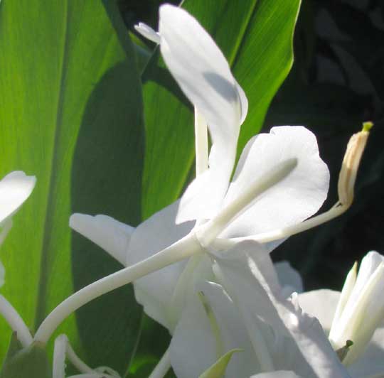 Ginger Lily, HEDYCHIUM CORONARIUM, showing bent stamen