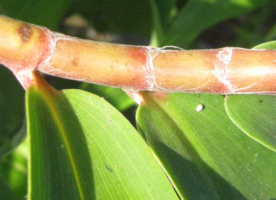 Crepe Ginger, COSTUS SPECIOSUS, stem showing alternate leaves all on one side