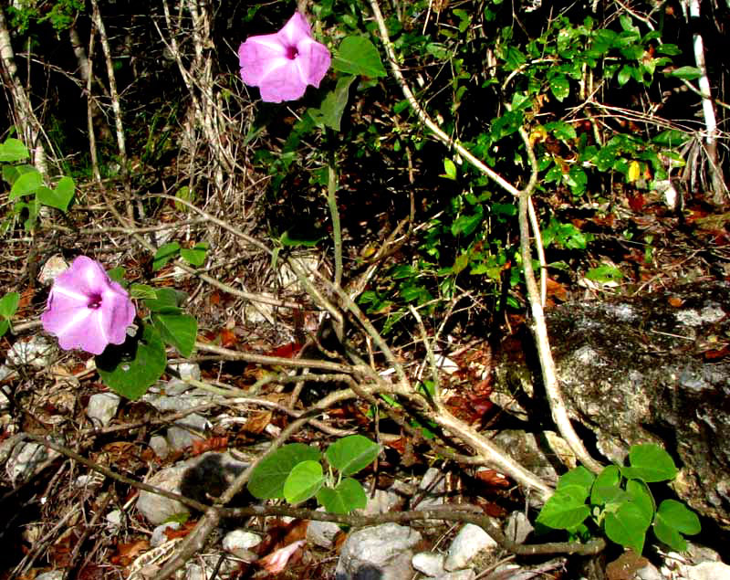 Vining Bush Morning-Glory, IPOMOEA CARNEA ssp. CARNEA