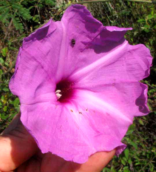 Vining Bush Morning-Glory, IPOMOEA CARNEA ssp. CARNEA, flower from front