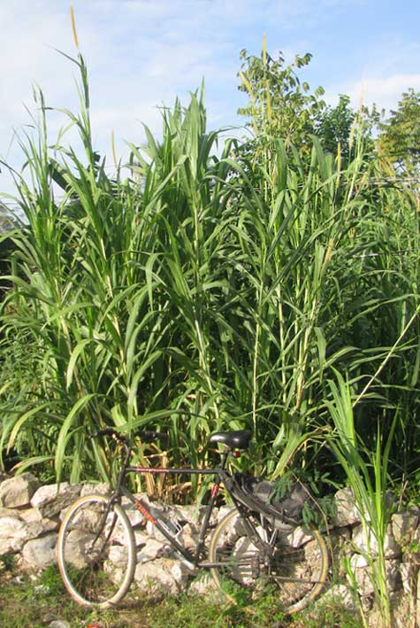 Elephant Grass, PENNISETUM PURPUREUM