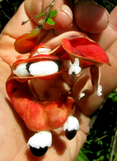 PITHECELLOBIUM DULCE fruits opening showing white aril and black seeds