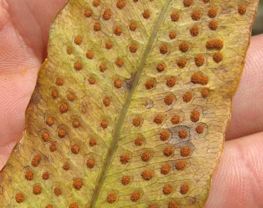 Calaguala or Samambaia fern, PHLEBODIUM DECUMANUM, sori