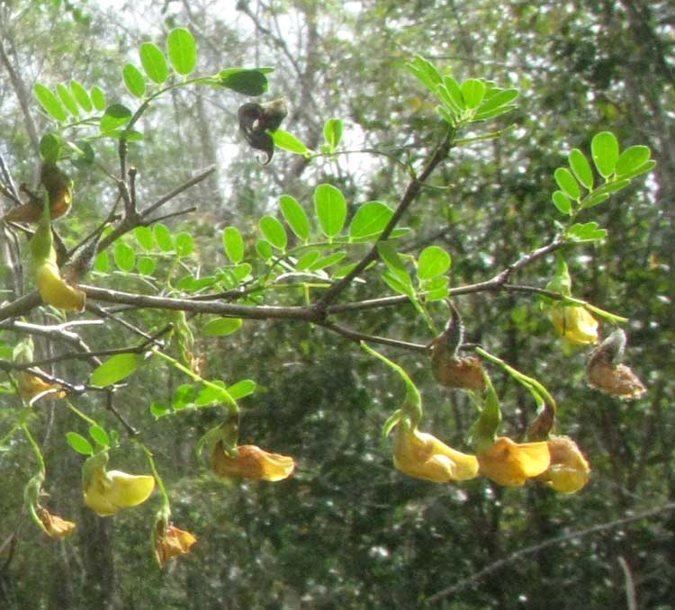 DIPHYSA CARTHAGENENSIS, leaves & flowers