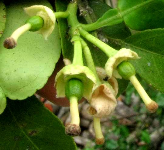 Grapefruit, CITRUS x PARADISI, flowers with corollas fallen, ovaries enlarging