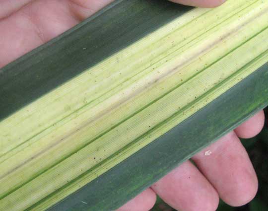 Variegated Screw Pine, PANDANUS SANDERI, blade margins