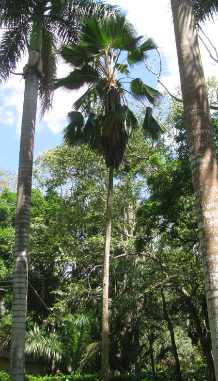 Fiji Fan Palm, PRITCHARDIA PACIFICA