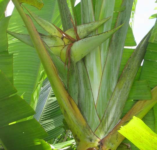 Traveler's Tree or Traveler's Palm, RAVENALA MADAGASCARIENSIS, inflorescence