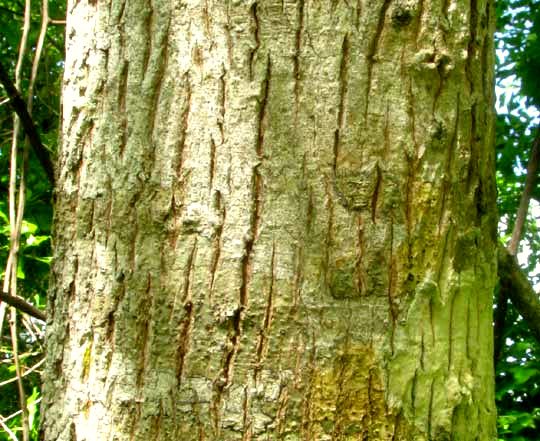 Pignut Hickory, CARYA GLABA, bark