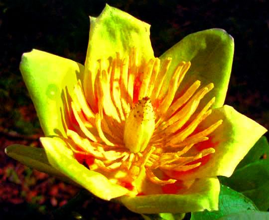 Tulip Poplar, LIRIODENDRON TULIPIFERA, flower close-up