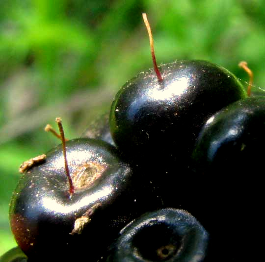 druplet of Southern Dewberry, Rubus trivialis