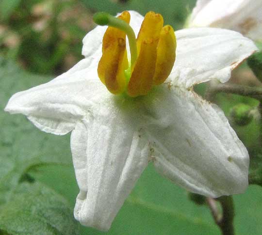 Horse Nettle, SOLANUM CAROLINENSE, flower