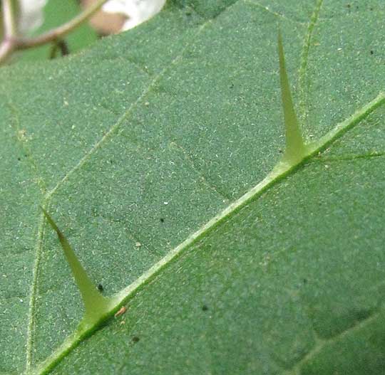 Horse Nettle, SOLANUM CAROLINENSE, spines on leaf midrib