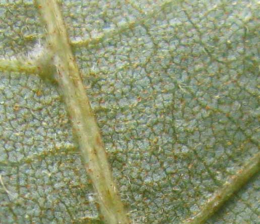Sand Hickory, CARYA PALLIDA, leaf underside showing silvery scales