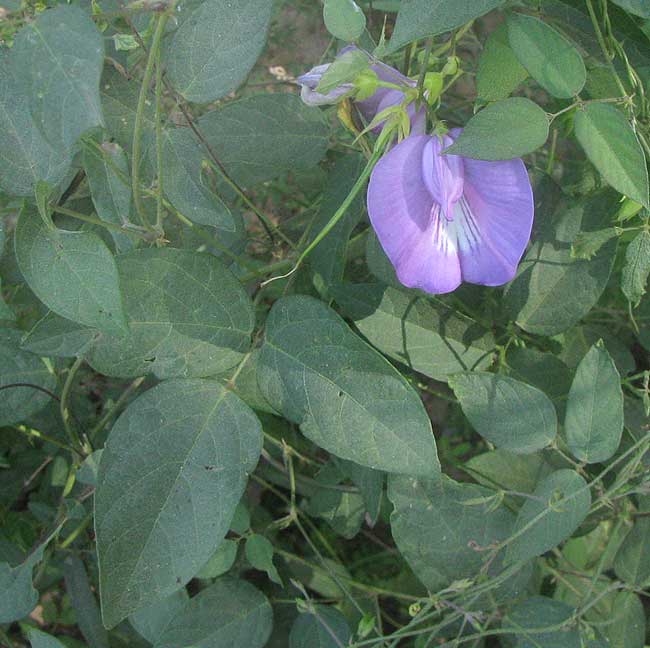 Spurred Butterfly Pea, CENTROSEMA VIRGINIANUM, flowers & leaves
