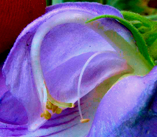Spurred Butterfly Pea, CENTROSEMA VIRGINIANUM, close-up with one side of keel removed