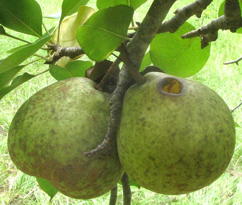 Árbol frutal piña pera