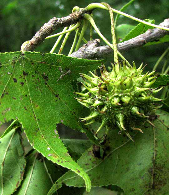 Sweetgum, LIQUIDAMBAR STYRACIFLUA, leaf and fruit ball