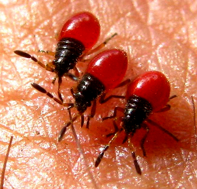 Largus Bug, LARGUS SUCCINCTUS, nymphs sucking from human skin