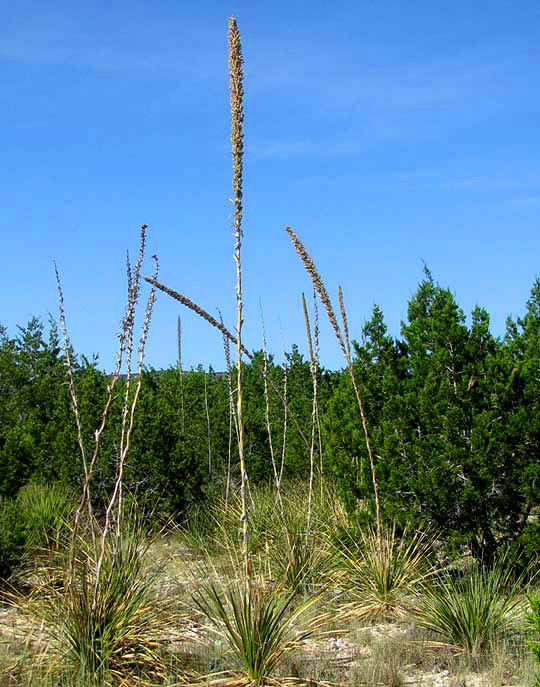 Texas Sotol, DASYLIRION TEXANUM