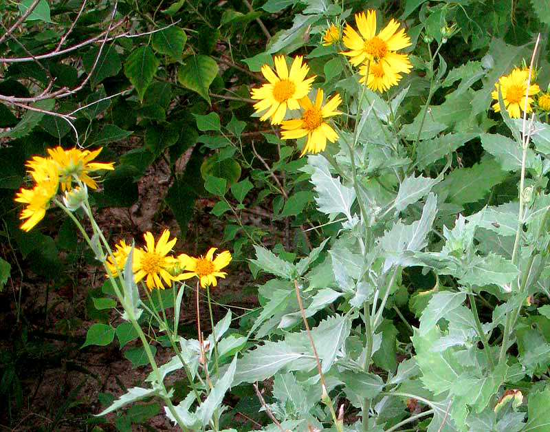 Cowpen Daisy, VERBESINA ENCELIOIDES