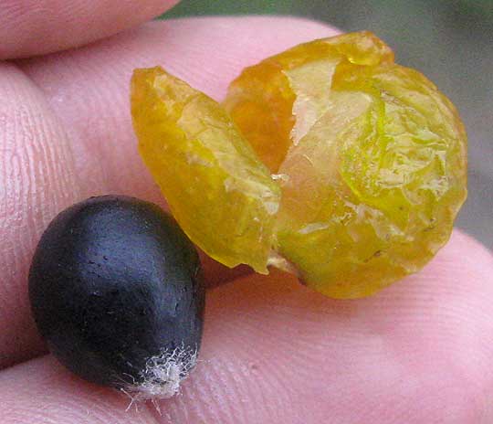 Western Soapberry, SAPINDUS SAPONARIA var. DRUMMONDII, fruit and black seed
