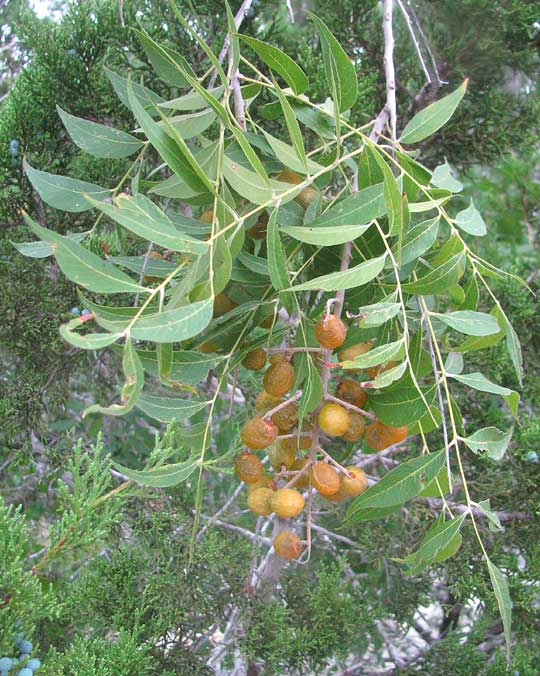 Western Soapberry, SAPINDUS SAPONARIA var. DRUMMONDII, leaves and fruits