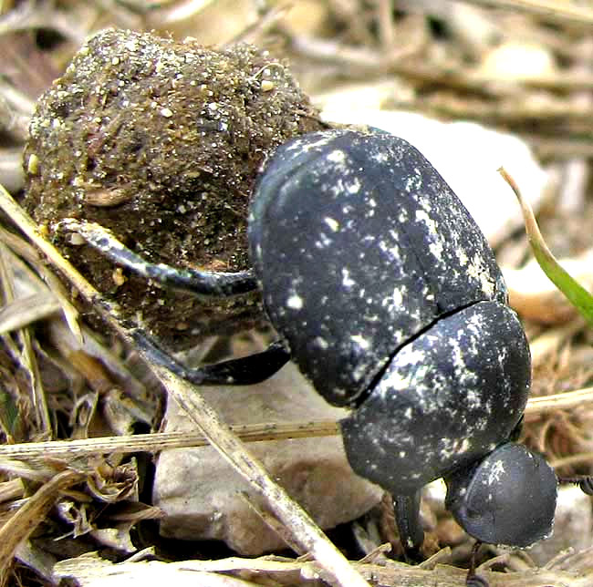 dung beetle