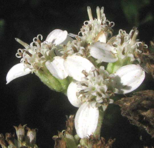 Frostweed, VERBESINA VIRGINICA, flowering heads