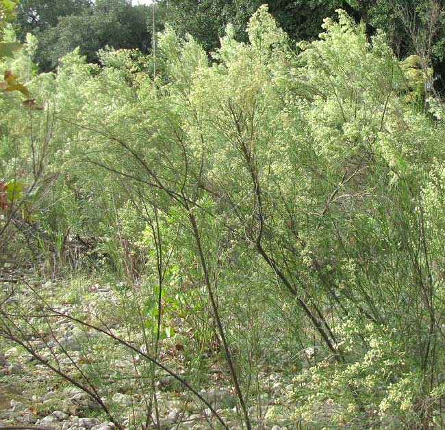 Roosevelt weed false-willow $3.00 —~1,000 seeds Baccharis neglecta 