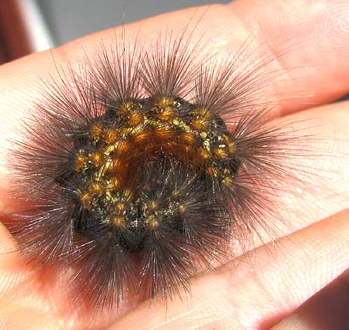 Salt Marsh Caterpillar, ESTIGMENE ACREA, rolled into defensive ball