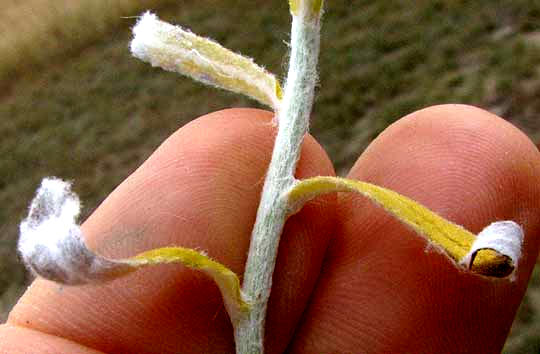 Rabbit-Tobacco, PSEUDOGNAPHALIUM OBTUSIFOLIUM, leaves and hairy stem