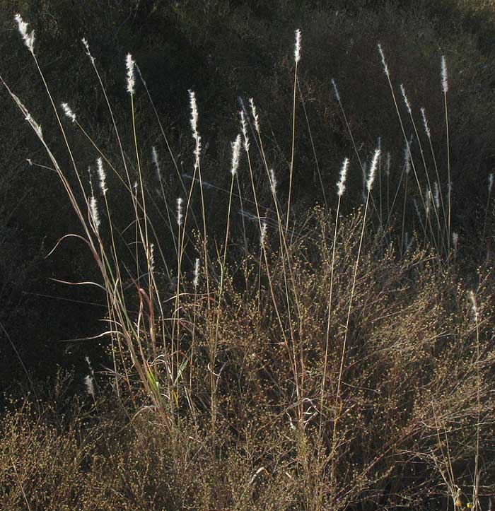 Silver Beardgrass, BOTHRIOCHLOA LAGUROIDES, with mature fruiting heads