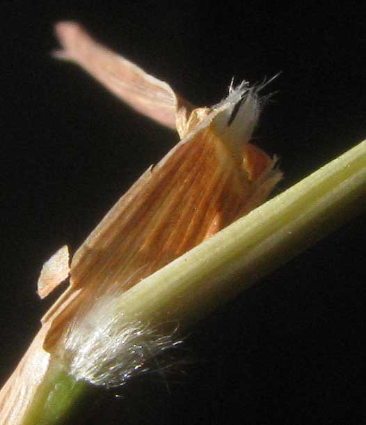 Silver Beardgrass, BOTHRIOCHLOA LAGUROIDES, ligule and ring of hairs at stem node