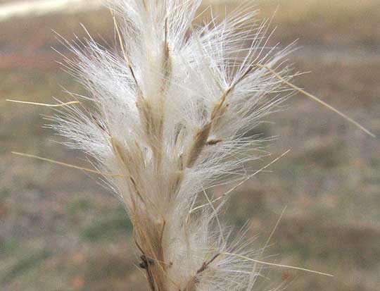 Silver Beardgrass, BOTHRIOCHLOA LAGUROIDES, close-up of fruiting head