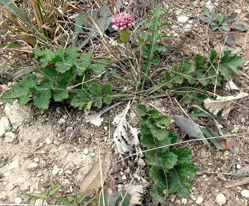 Desert Peony, ACOURTIA RUNCINATA, flowering