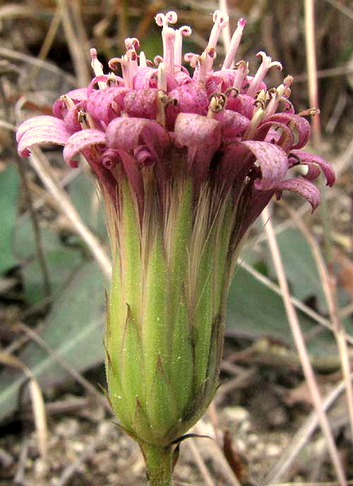 Desert Peony, ACOURTIA RUNCINATA, flowering head
