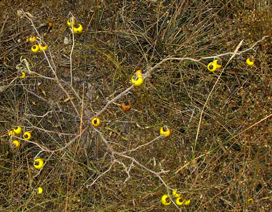 Silverleaf Nightshade, SOLANUM ELAEAGNIFOLIUM, fruiting