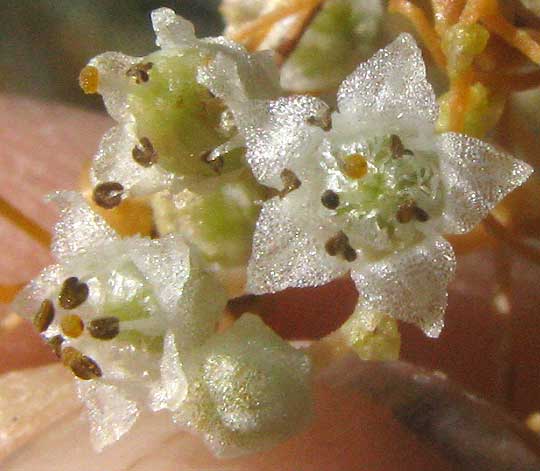 Big-seeded Dodder, CUSCUTA INDECORA, flowers shown from above