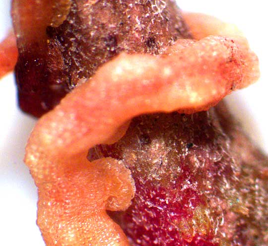 Big-seeded Dodder, CUSCUTA INDECORA, where haustoria enter host stem