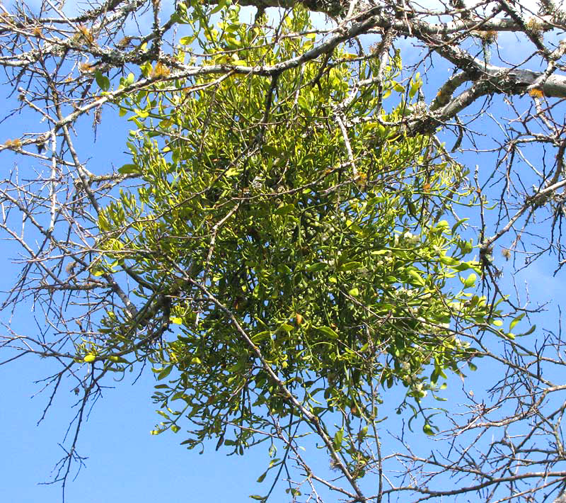 Mistletoe, PHORADENDRON LEUCARPUM