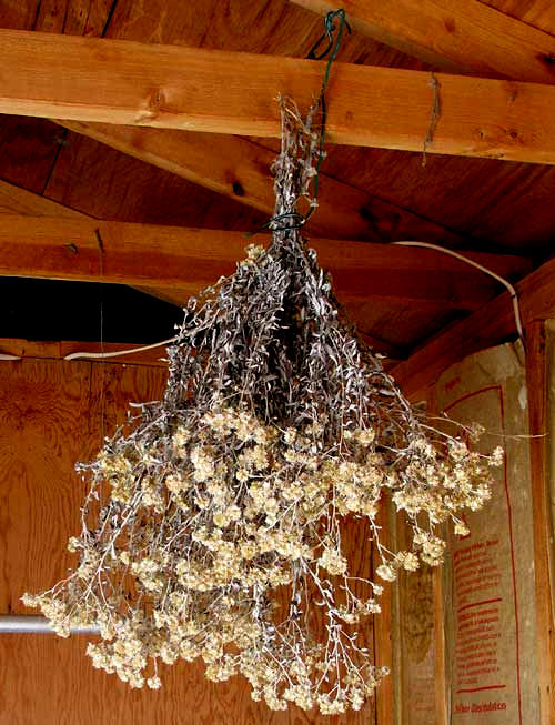 Rabbit-Tobacco, PSEUDOGNAPHALIUM OBTUSIFOLIUM, plants hanging drying for medicinal use