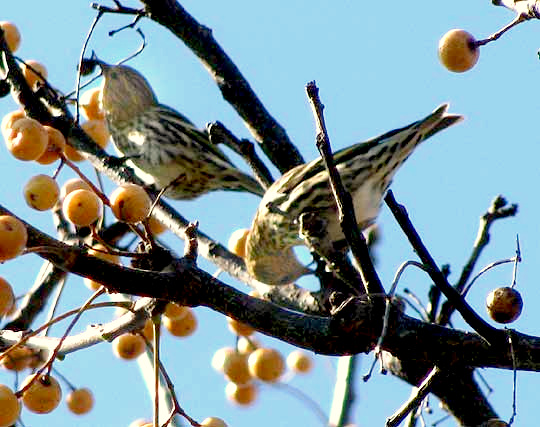 House Finches foraging in Chinaberry tree