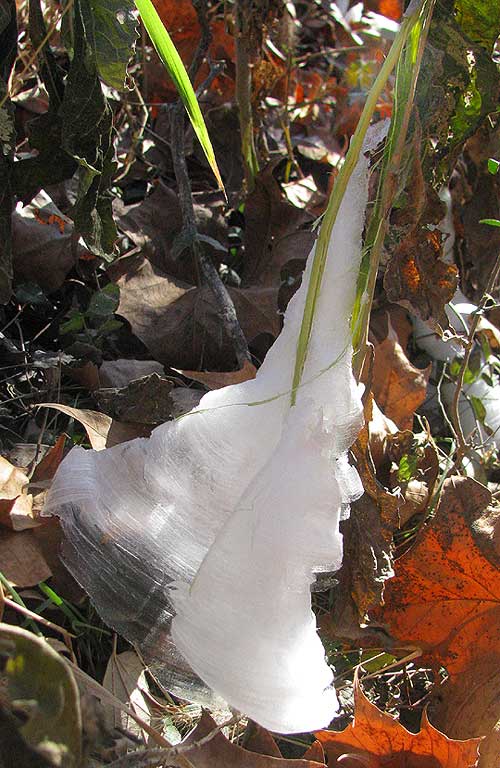 ice wings of Frostweed, or Wingstem, VERBESINA VIRGINICA