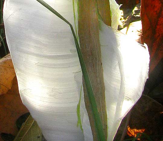 ice wings on stem of Frostweed, or Wingstem, VERBESINA VIRGINICA